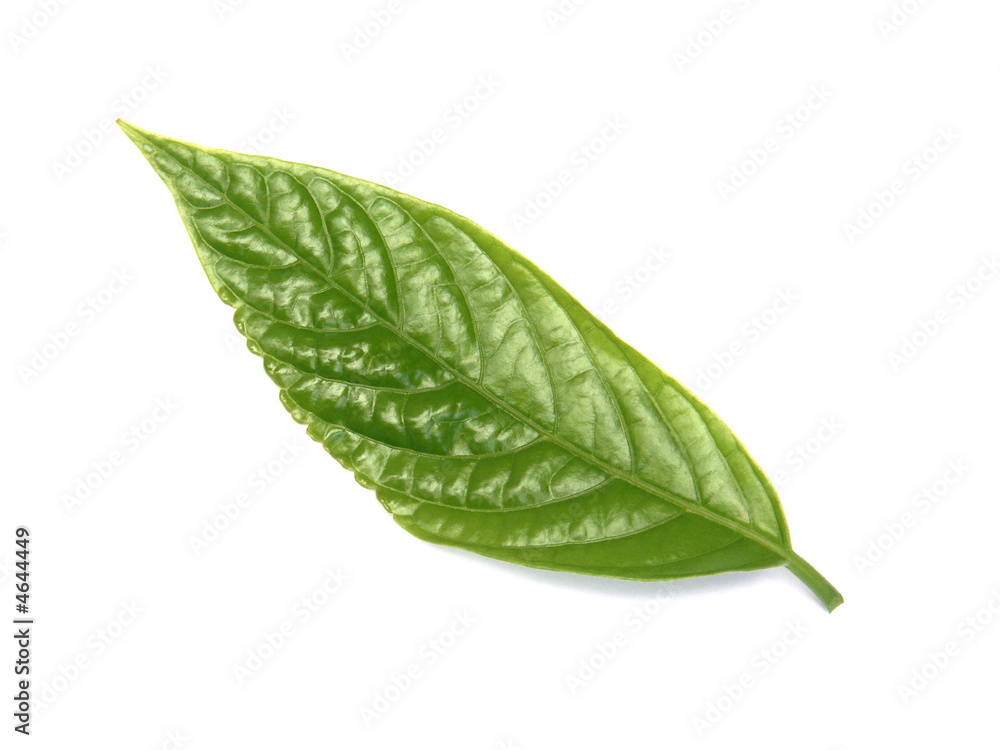 Fototapeta premium feuille d'ylang-ylang