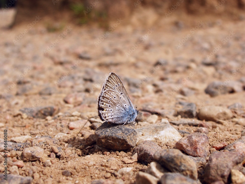 Butterfly relaxing ontop of the rocks Butterfly relaxing ontop of the rocks