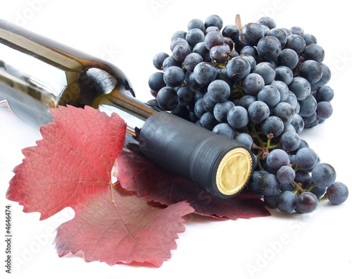 wine bottle and young grape vine