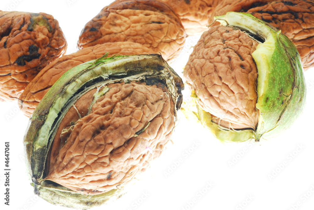 Fototapeta premium walnuts