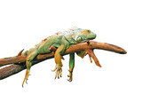 Lazy guana lying on branch isolated in white