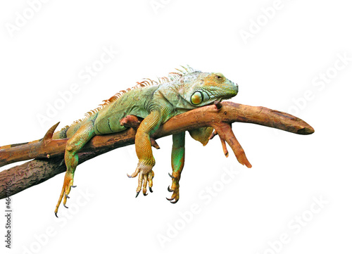 Lazy guana lying on branch isolated in white