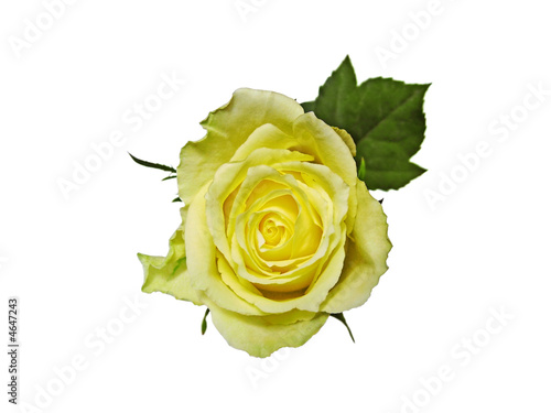 Yellow rose isolated on white