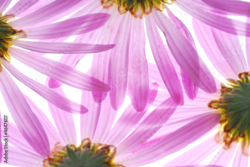 pink asters on light box