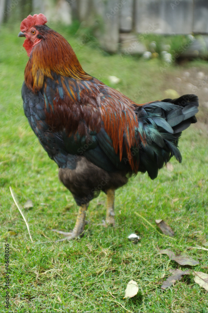 rooster