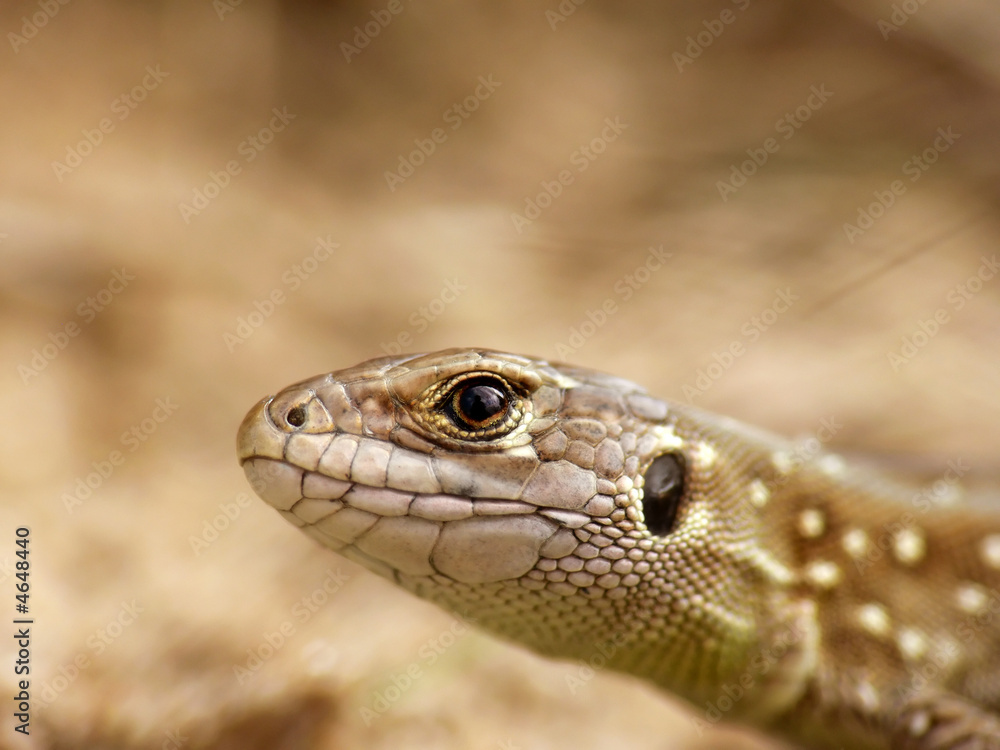 Lizards portrait Lizards portrait