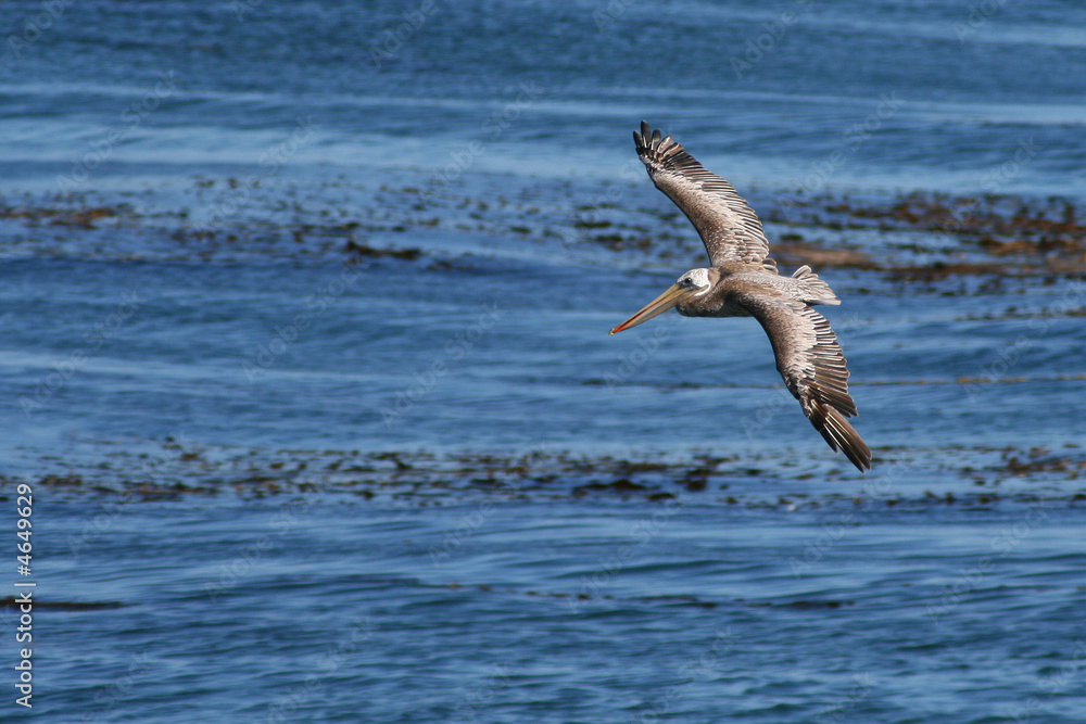 Fototapeta premium Open Ocean Pelican