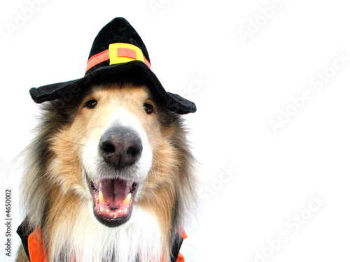 Collie in Halloween Costume
