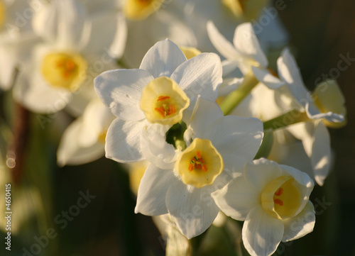 Daffodils