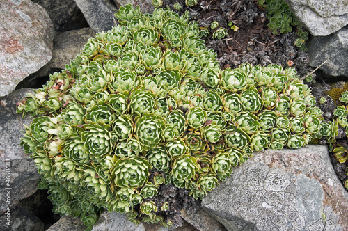 Quadro su tela Mountain plant