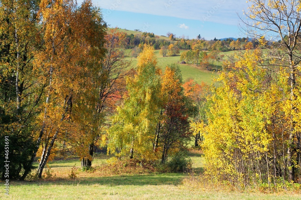 Fototapeta Malownicze jesienne drzewa krajobrazowe i krzewy