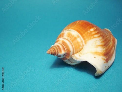 muschel - shell