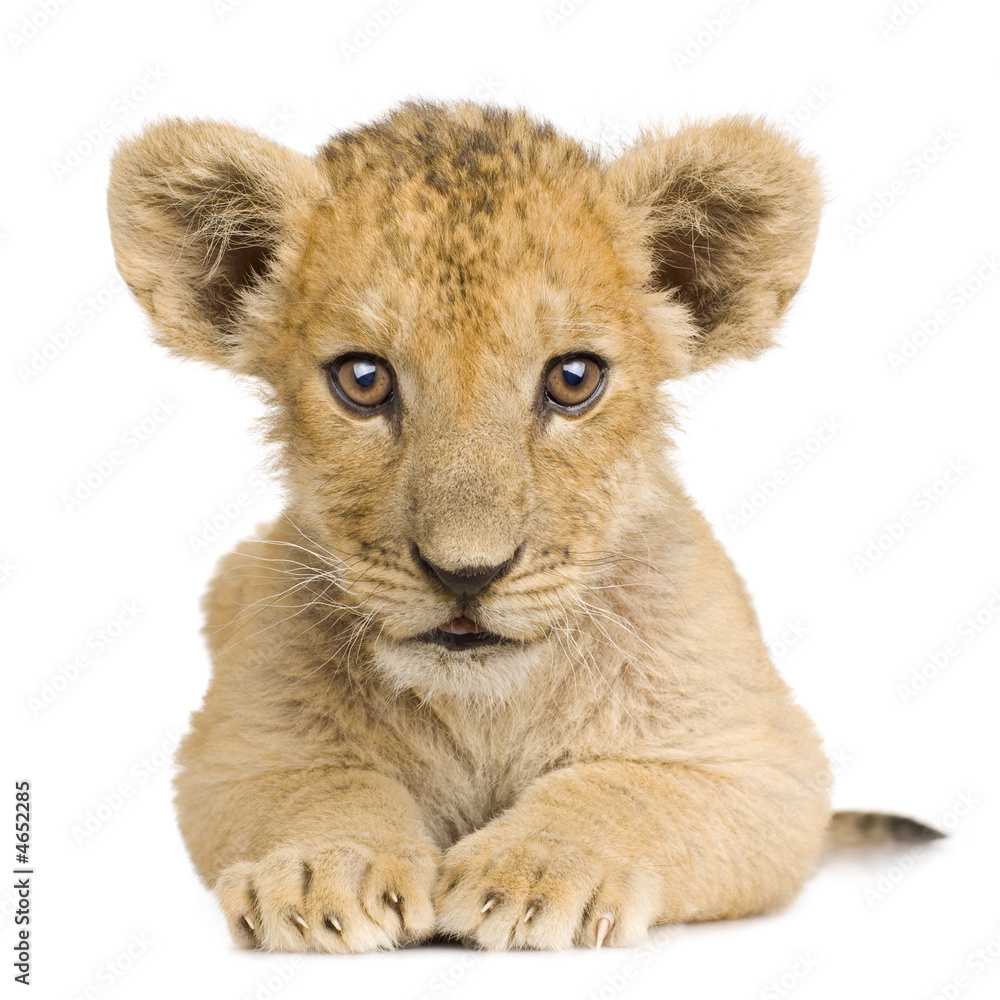 Fototapeta premium Lion Cub (3 months)