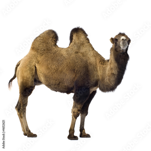 Canvas-taulu camel