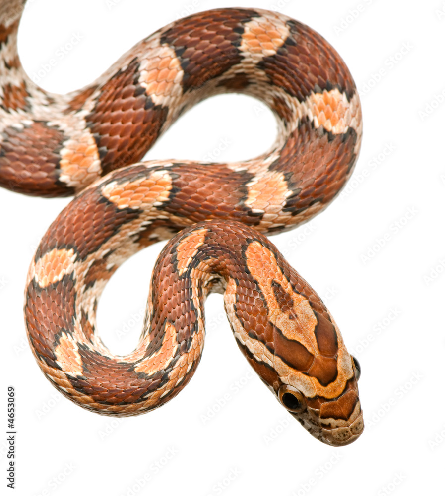 Corn Snake Corn Snake