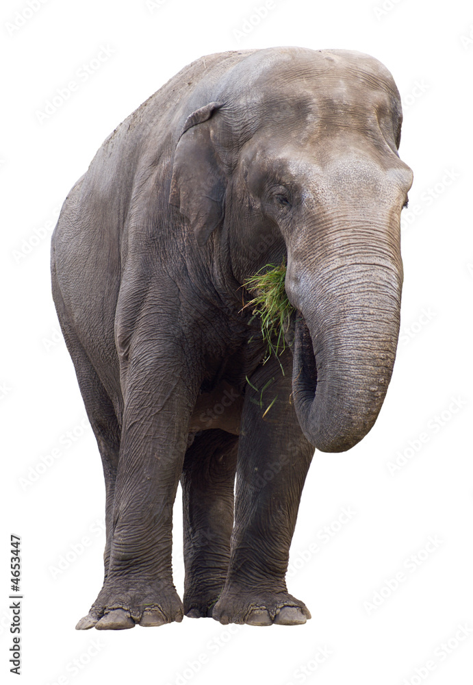 Fototapeta premium Elephant eating grass isolated on white background