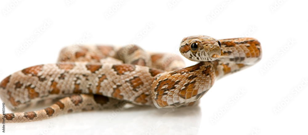 Obraz premium Corn Snake