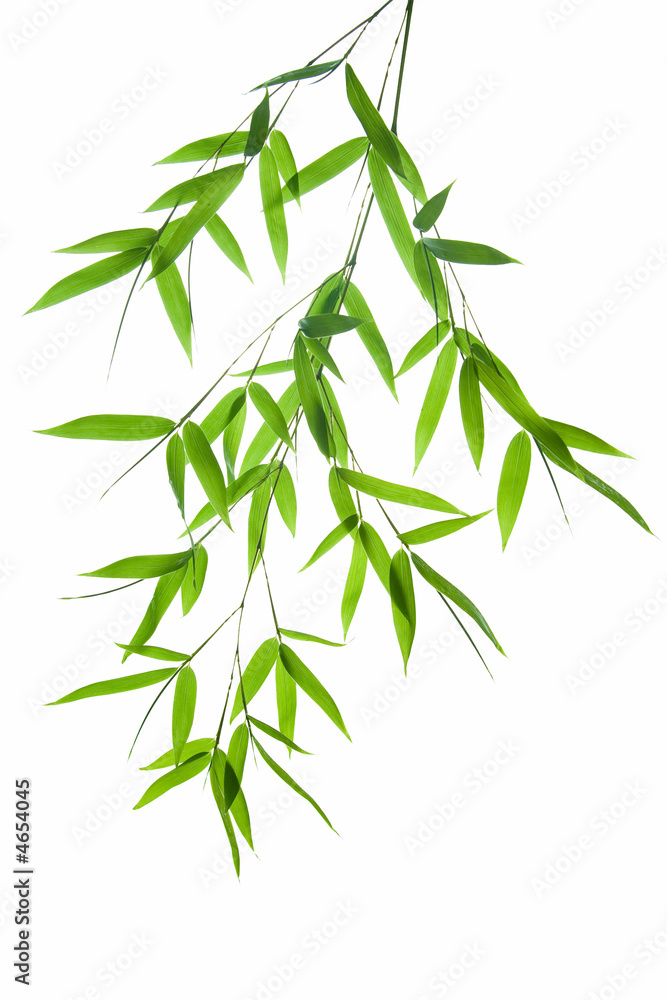 Obraz premium branch of bamboo