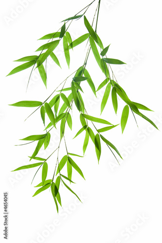 zwisajaca-galaz-bambusa