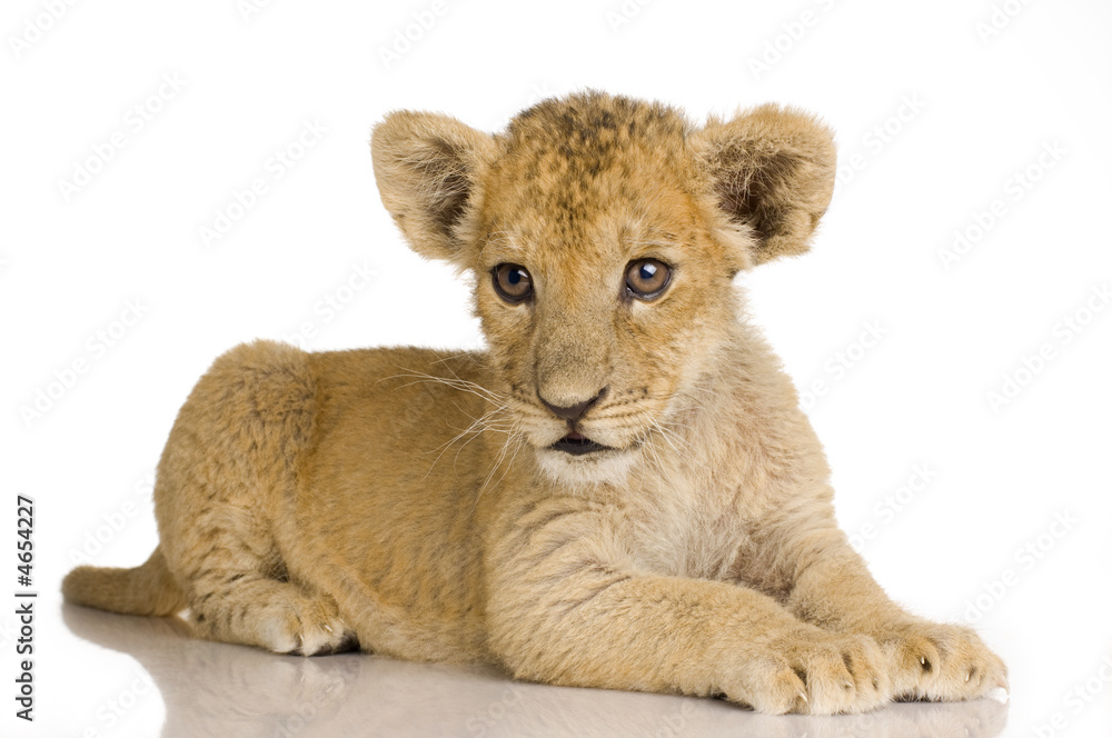 Obraz premium Lion Cub (3 months)