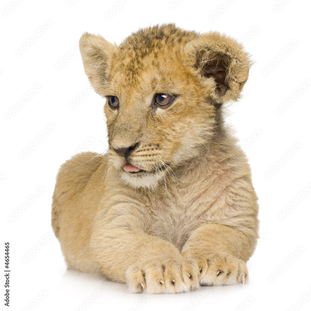 Obraz premium Lion Cub (3 months)