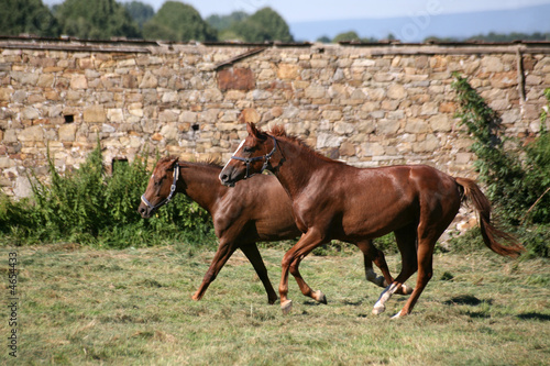 Картината върху платно Trakehner
