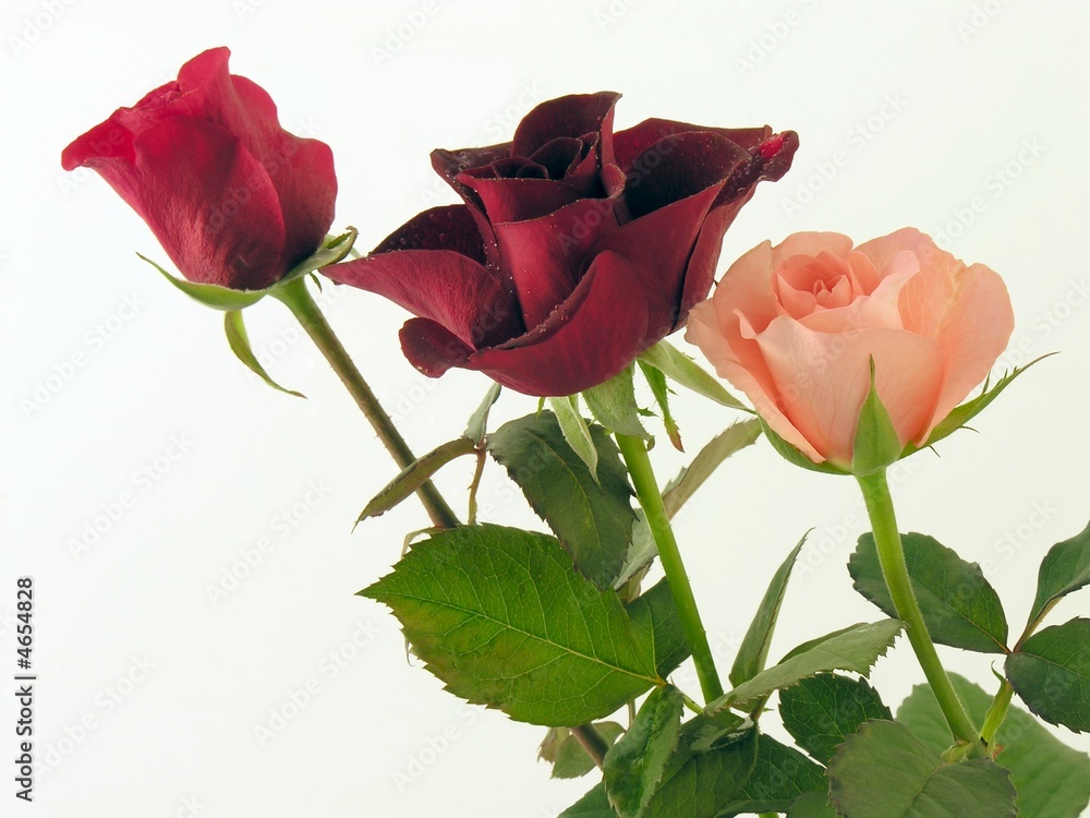 Obraz premium three lovely roses