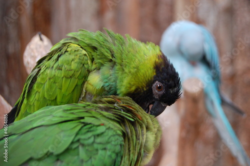 duo oiseau photo