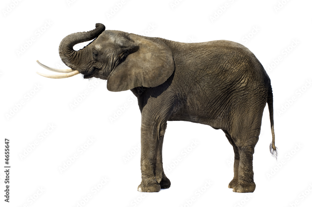 Fototapeta premium Elephant