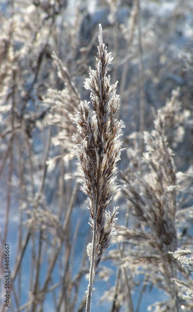 Winter view