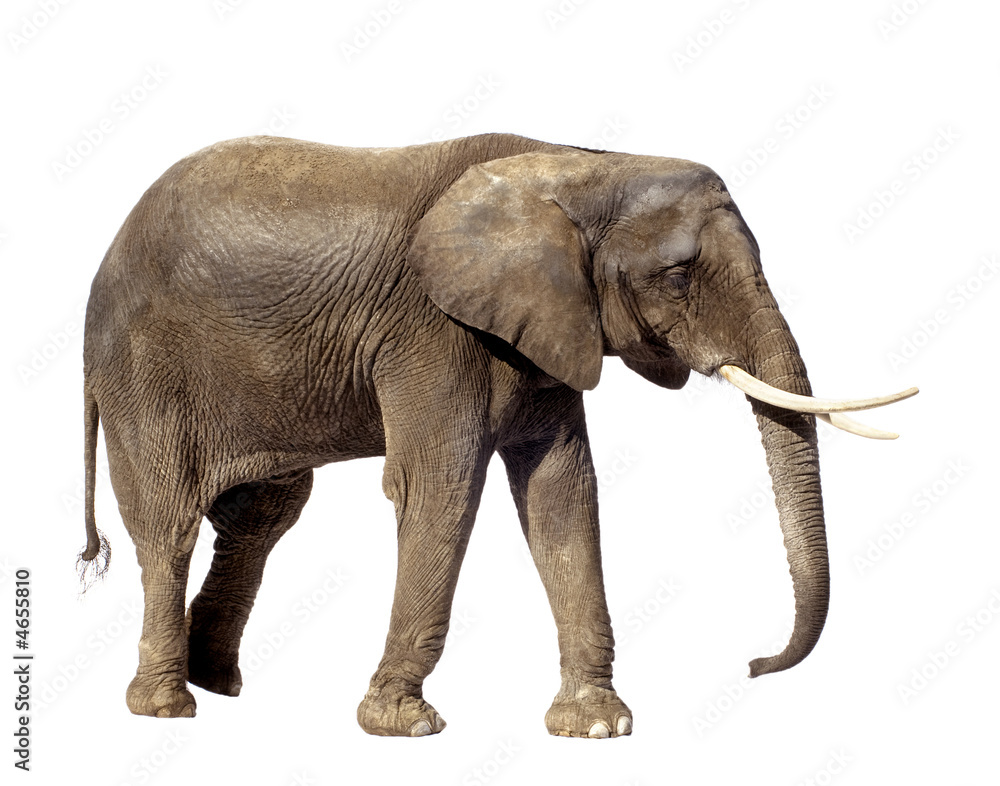 Obraz premium elephant