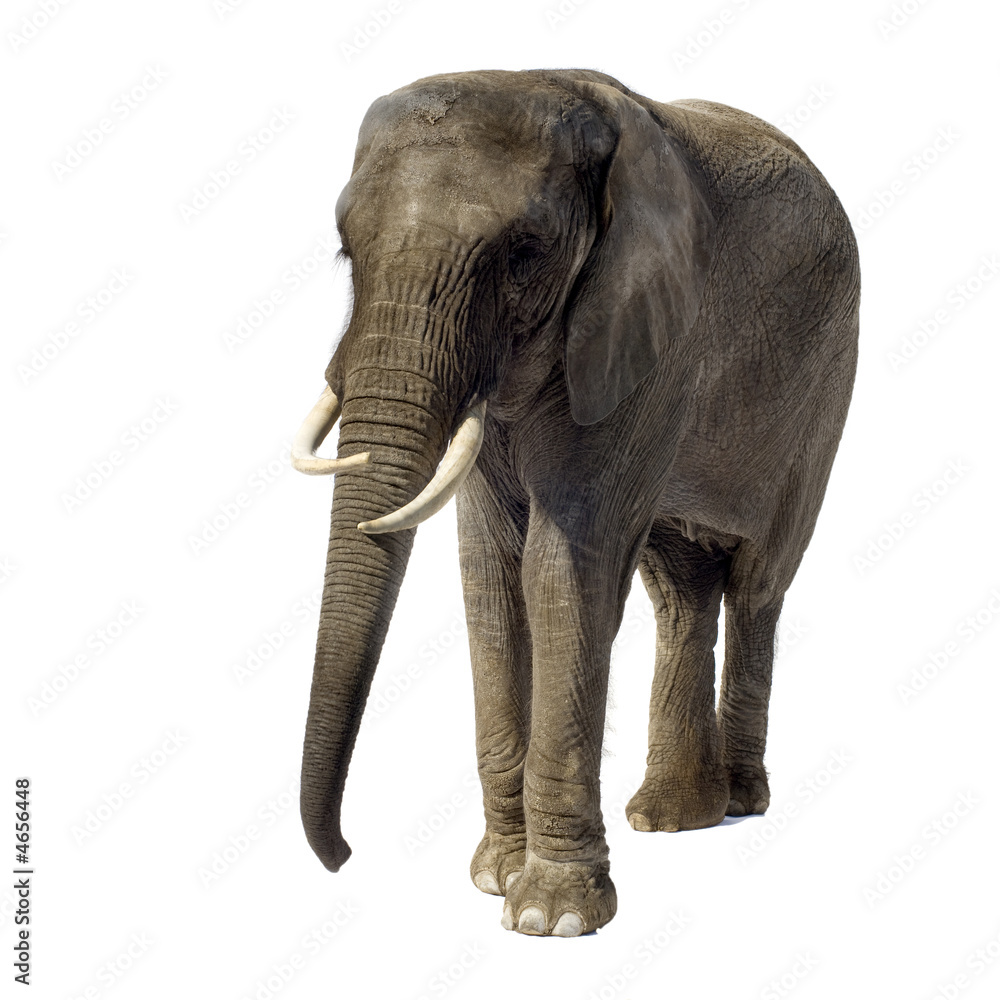 Obraz premium Elephant