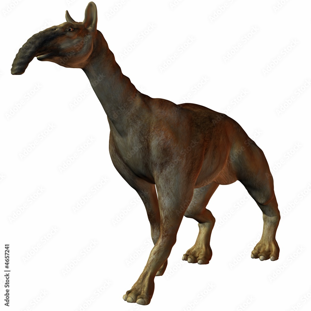 Macrauchenia (Macrauchenia patachonica) StockIllustration Adobe Stock