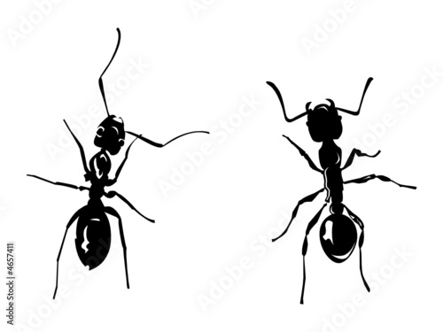 two ants