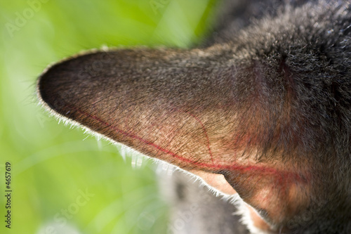 Cat ear with veins