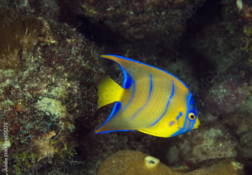 Juvenile Queen Angelfish, Holacanthus ciliaris