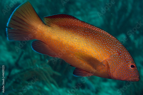 Coney, Cephalopholis fulvus photo