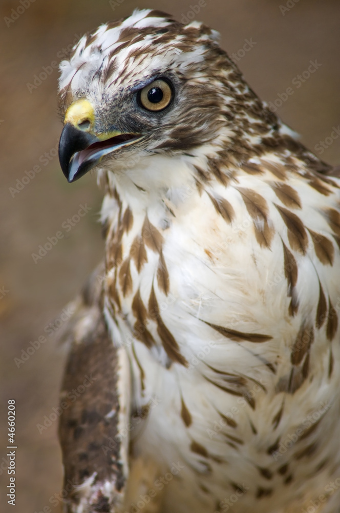 Broad-winged Hawk (Buteo platypterus) Portrait