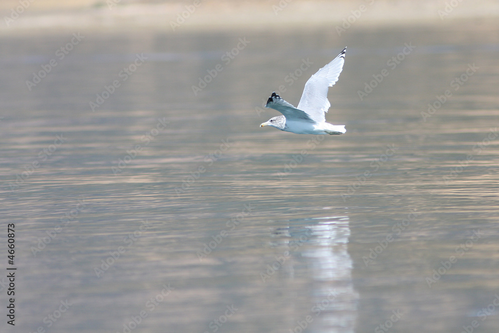 Drifting Gull Drifting Gull