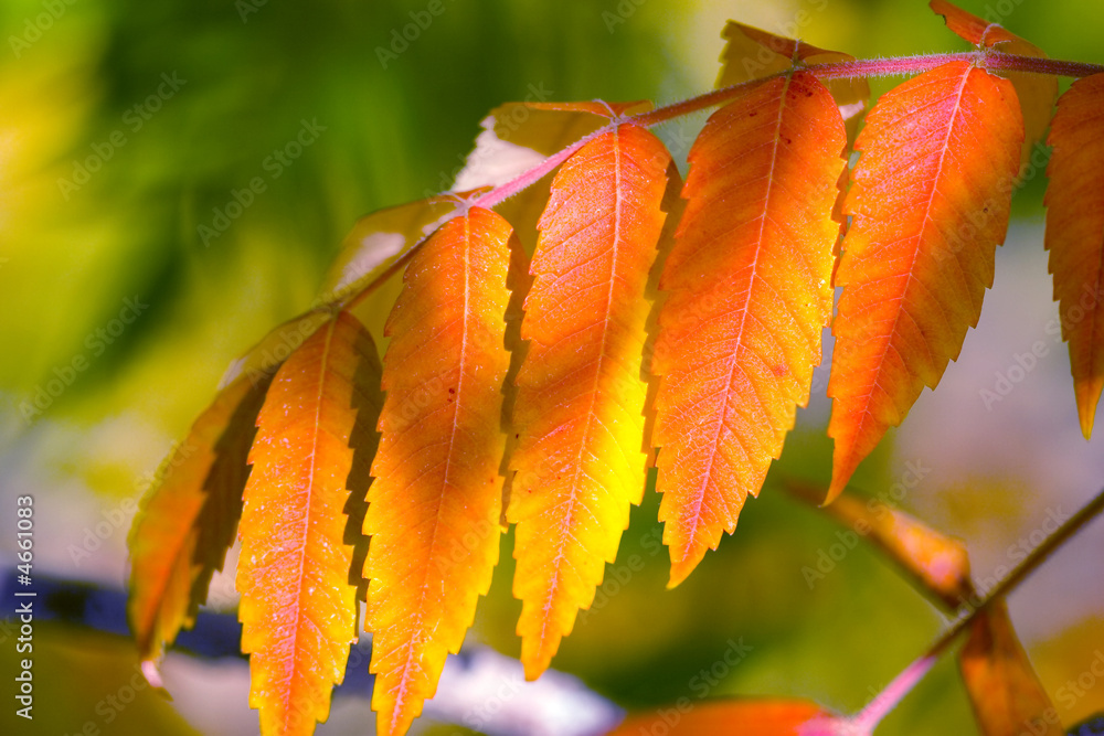 Obraz premium colourful leafs in autumn