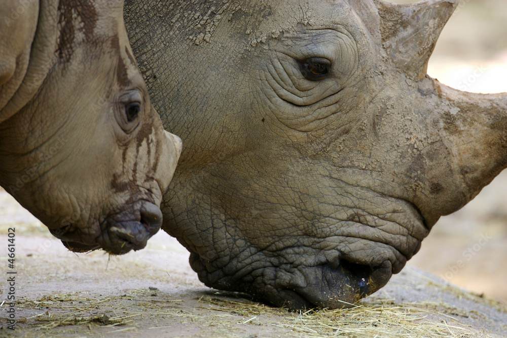 Obraz premium White Rhino