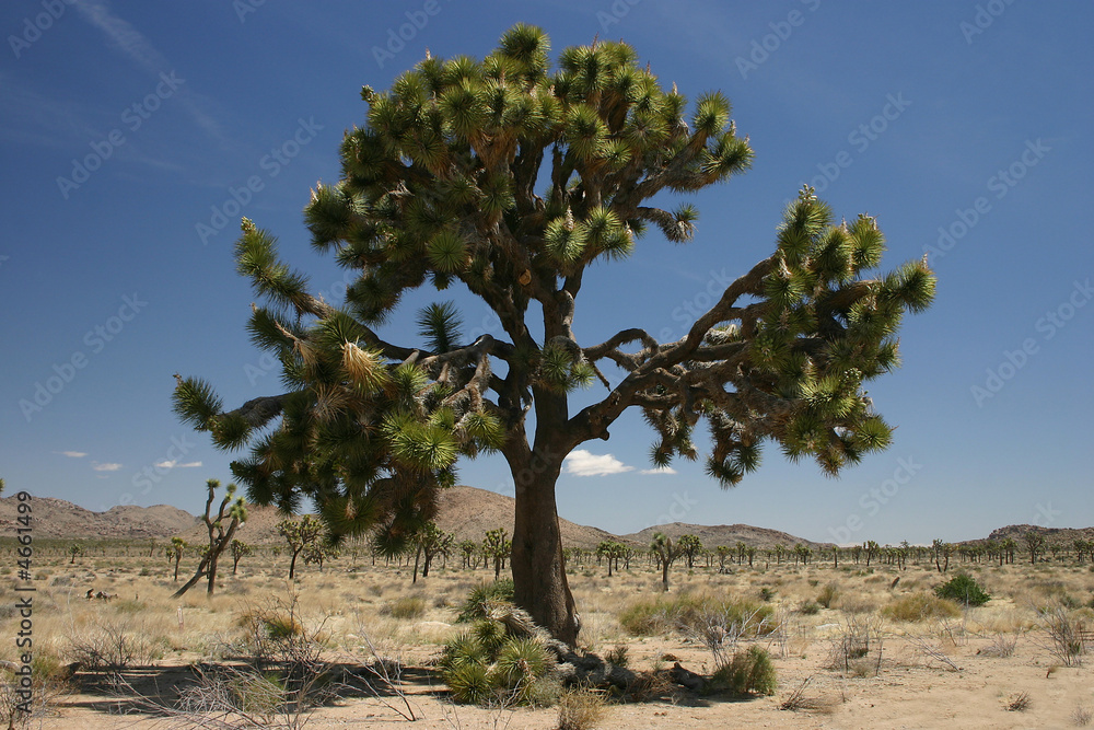 Joshua Tree