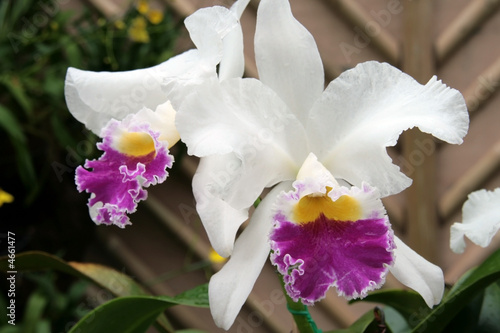 catleya orchid flower