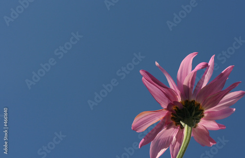 Pretty single purple daisy against blue sky