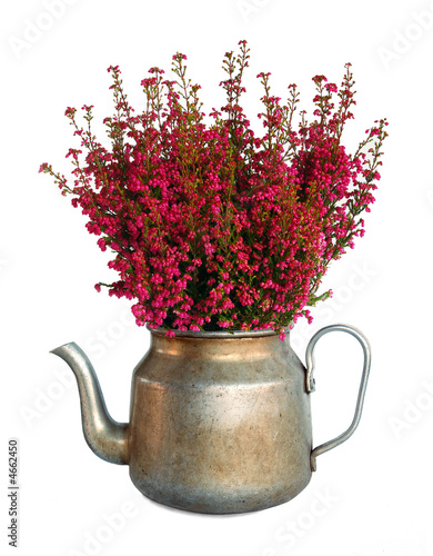 Heather in vintage teapot
