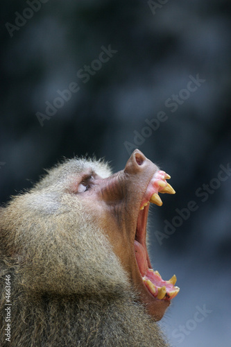 Hamadryas Baboon photo