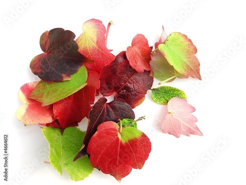 leaf