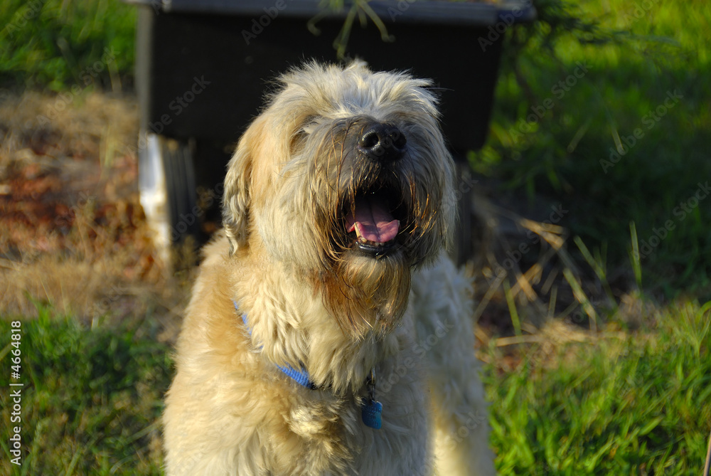 Cute dog Cute dog