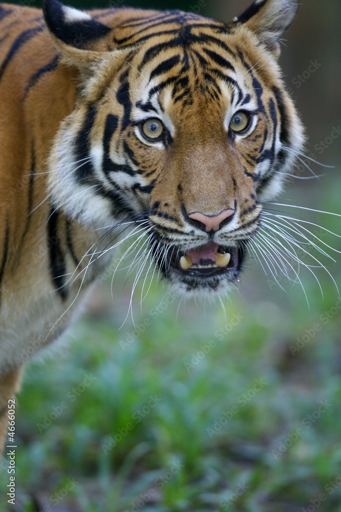 Naklejka Malaysian Tiger