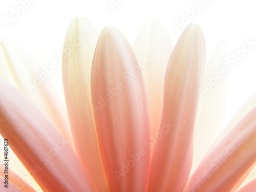 pink gerbera